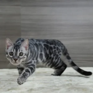 Silver Bengal