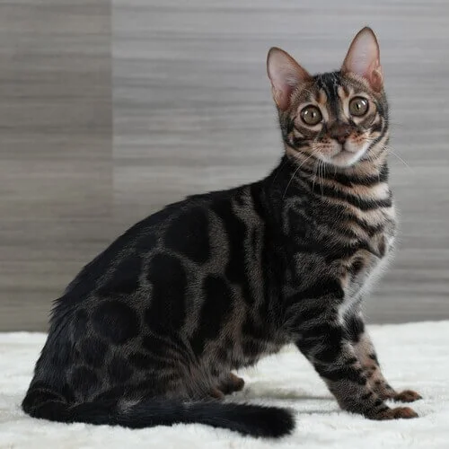 Charcoal Brown Bengal