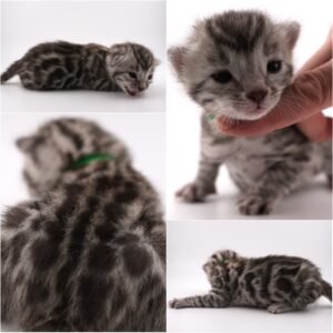 Fang Week 2