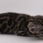 DSC09162 1