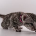 DSC09306 1