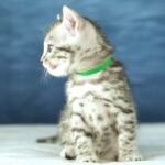 DSC09534 1