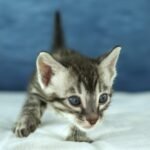 DSC09622 1