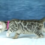 DSC09739 1
