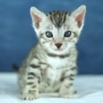 DSC09771 1