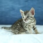DSC09867 1