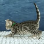 FangDSC00794