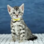 FuniDSC00390