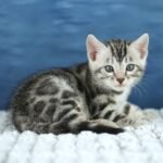 FuniDSC00429