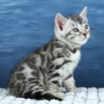 FuniDSC00436