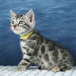 FuniDSC00441