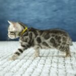 FuniDSC00453