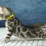 FuniDSC00457