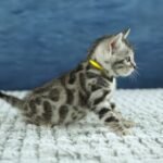 FuniDSC00471