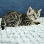 FuniDSC00474