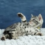 FuniDSC00476