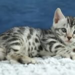 FuniDSC00483