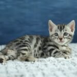 FuniDSC00484