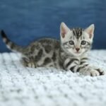 FuniDSC00491
