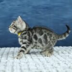 FuniDSC00502