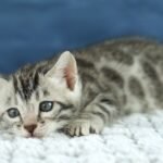 FuniDSC00512