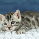 FuniDSC00514