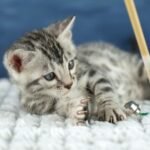 FuniDSC00524