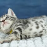 FuniDSC00528