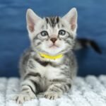 FuniDSC00534
