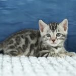 FuniDSC00537