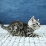 FuniDSC00556