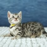 FuniDSC00586