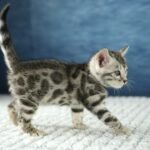 FuniDSC00595