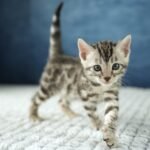 FuniDSC00597