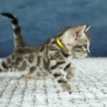 FuniDSC00601