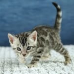 FuniDSC00608
