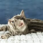 FuniDSC00612