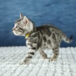 FuniDSC00616