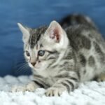 FuniDSC00647