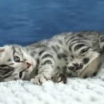 FuniDSC00650