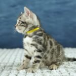 FuniDSC00656
