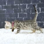 FafnirDSC03330
