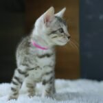 FafnirDSC03505