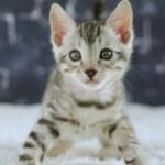 FafnirDSC03582