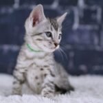 FangDSC02206