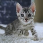 FangDSC02236
