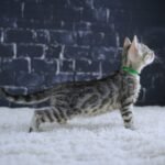FangDSC02249