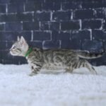 FangDSC02264