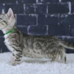 FangDSC02265