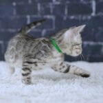 FangDSC02270